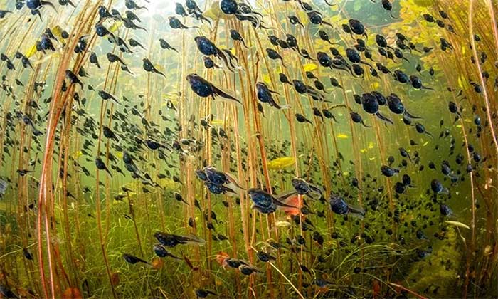 Wildlife Photography Contest Winners Picture 12