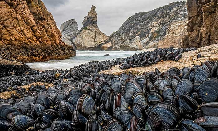 Wildlife Photography Contest Winners Picture 6
