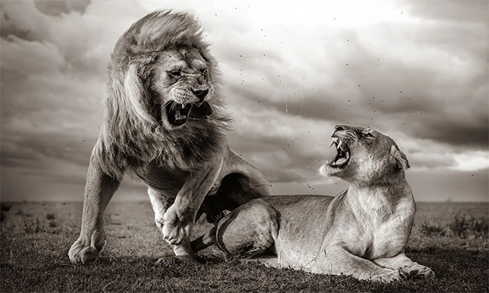 Wildlife Photography Contest Winners Picture 7