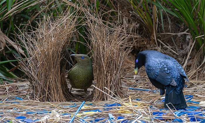 Wildlife Photography Contest Winners Picture 8