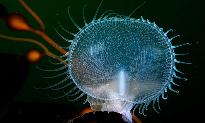 Wildlife Photography Contest Winners Picture 9