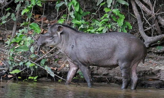 With a bear face, fox mouth, webbed feet and cat-like teeth, is the Bush dog really a type of dog? Picture 3