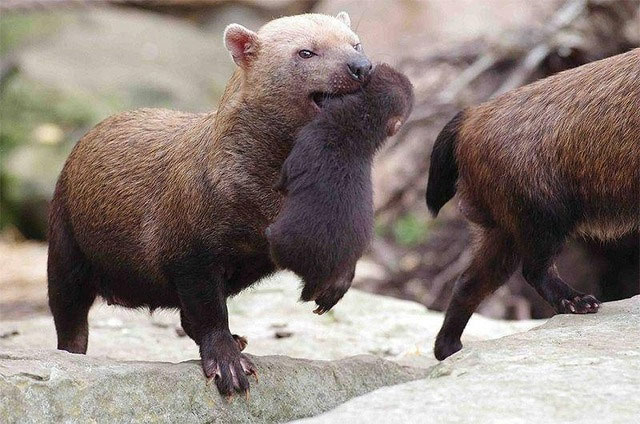 With a bear face, fox mouth, webbed feet and cat-like teeth, is the Bush dog really a type of dog? Picture 7