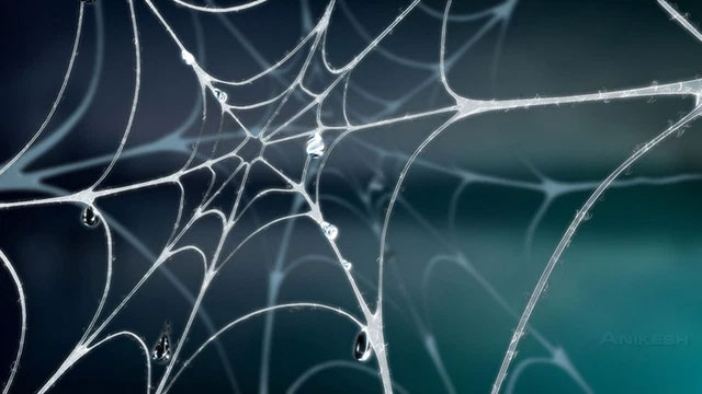 Picture 2 of Without 'ears', how do spiders 'listen' and hunt for prey?