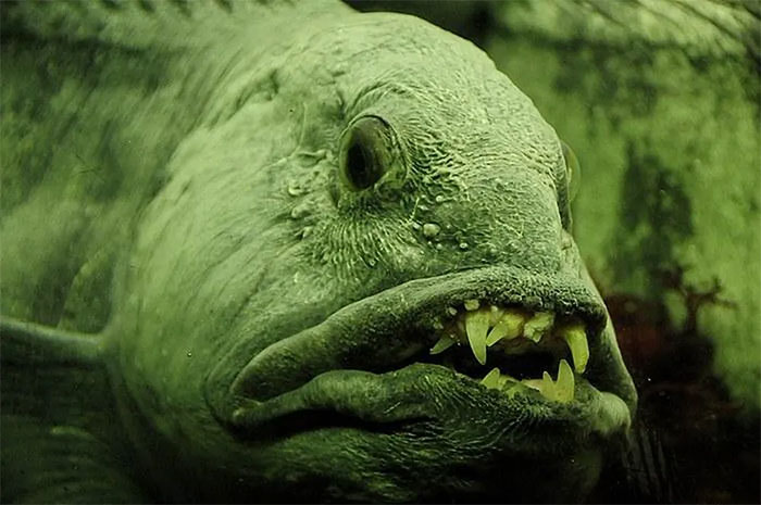 Picture 3 of Wolffish - 'Deep Sea Monster' Friendly to Humans