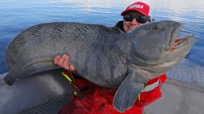 Picture 5 of Wolffish - 'Deep Sea Monster' Friendly to Humans