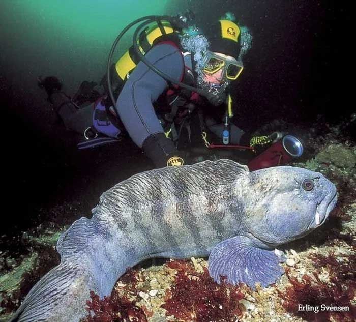 Picture 6 of Wolffish - 'Deep Sea Monster' Friendly to Humans