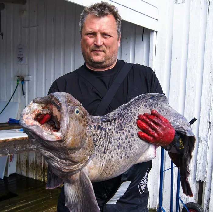 Picture 7 of Wolffish - 'Deep Sea Monster' Friendly to Humans