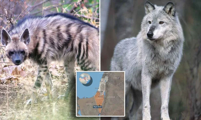 Picture 1 of Wolves and hyenas spotted hunting together in the Middle East