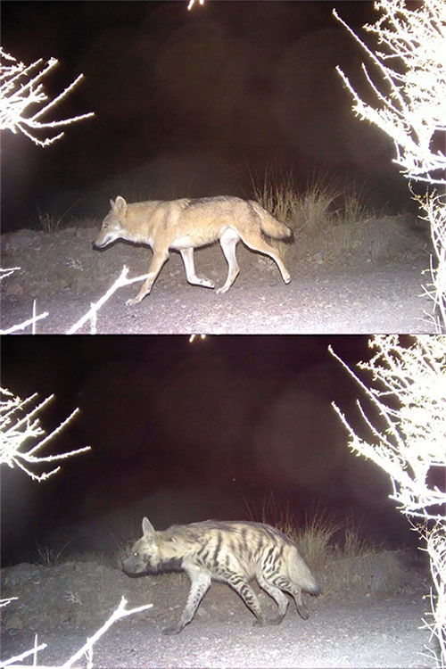 Picture 4 of Wolves and hyenas spotted hunting together in the Middle East