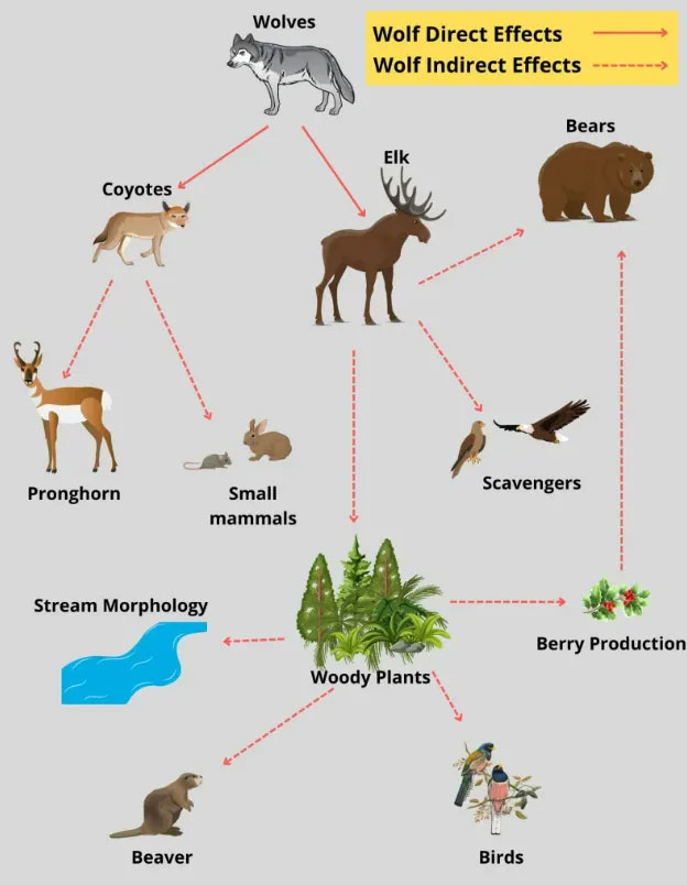 Wolves can change the flow of rivers Picture 2