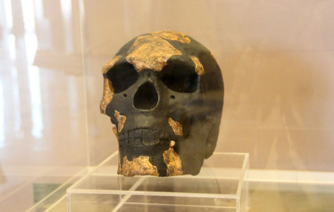 Picture 1 of World history is turned upside down because of the world's oldest fossil of a wise man