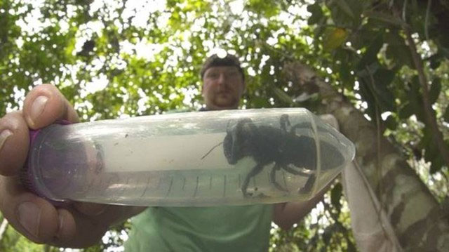 World's largest bee species revealed after nearly 40 years Picture 3