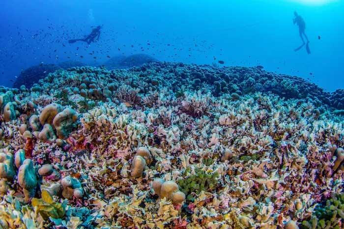 Picture 2 of World's largest coral reef discovered near Solomon Islands