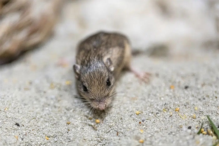 Picture 1 of World's oldest mouse discovered
