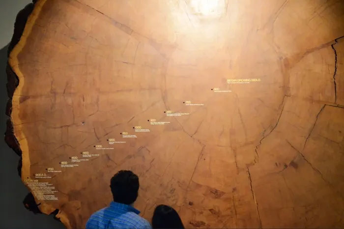World's oldest trees reveal biggest solar storm in history Picture 4