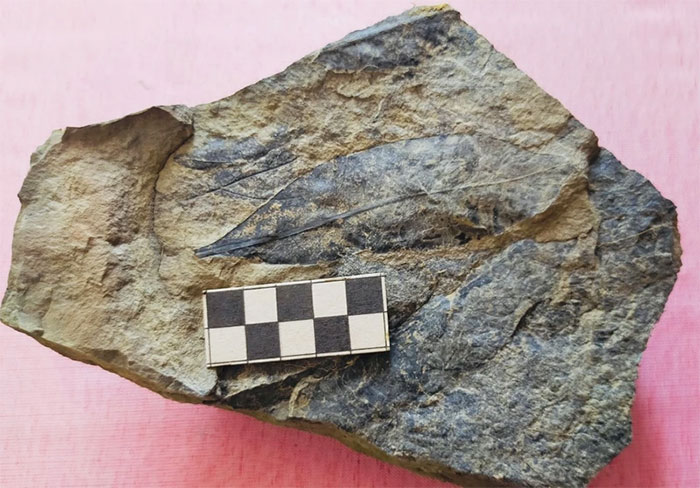 Picture 1 of Yen Bai discovers fossils over 5 million years old