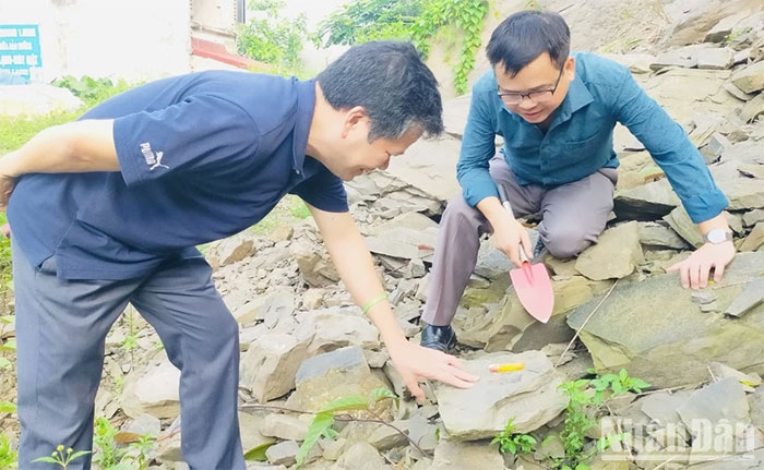 Picture 3 of Yen Bai discovers fossils over 5 million years old