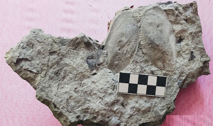 Picture 4 of Yen Bai discovers fossils over 5 million years old