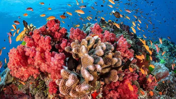 Picture 1 of You may not know: A light touch is enough to kill corals