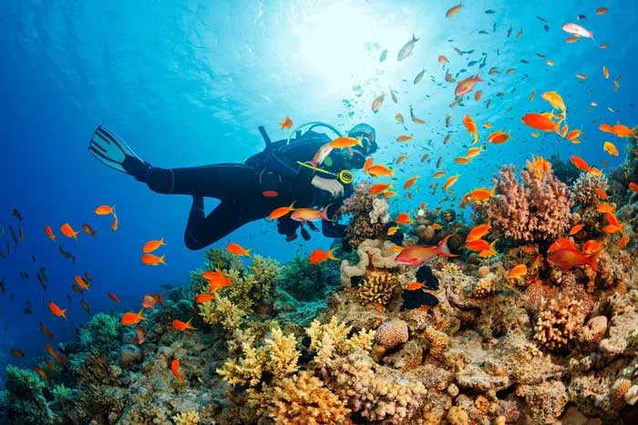 Picture 3 of You may not know: A light touch is enough to kill corals
