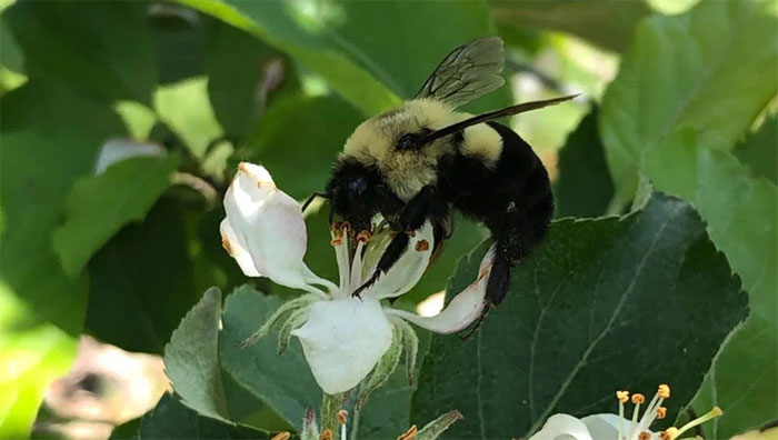 Picture 1 of You may not know: Queen bumblebees can live underwater for a whole week