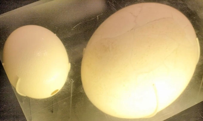 Picture 1 of You may not know: The elephant bird egg is the largest bird egg in history.
