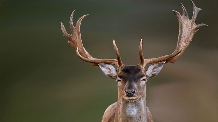 Picture 1 of 'Zombie' because of eating infected deer meat in the US
