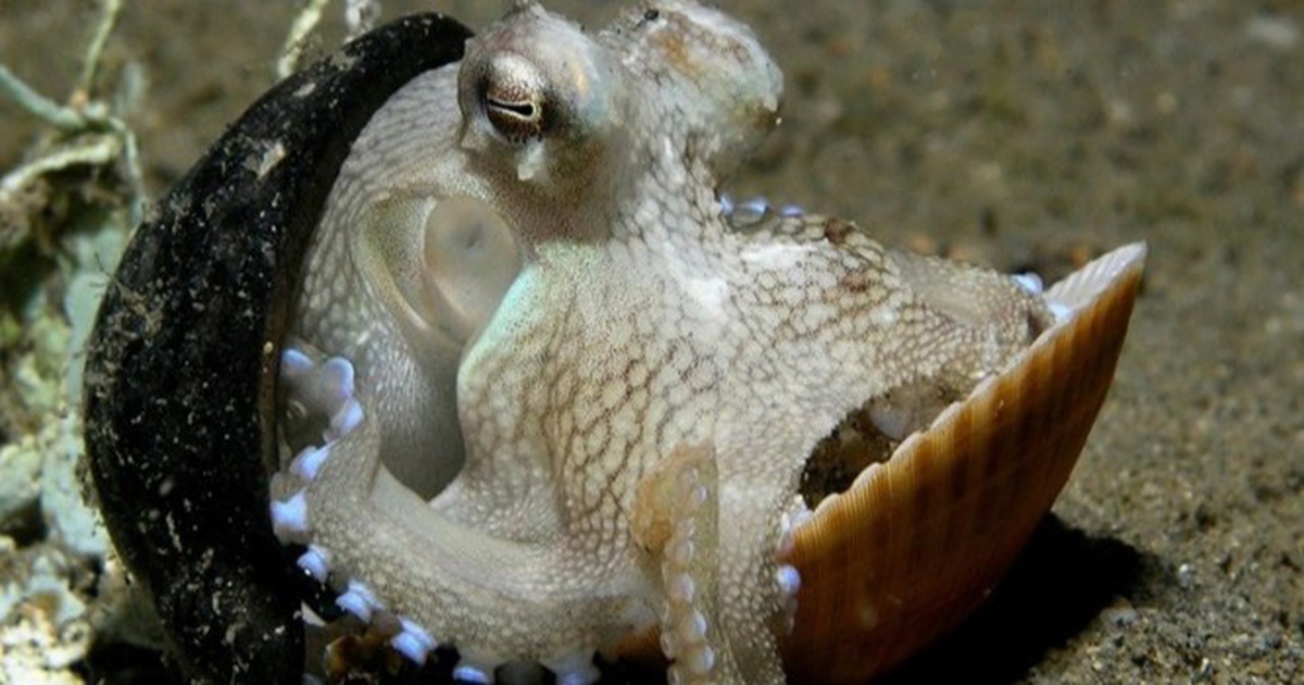 10 most shocking mysteries about the ocean floor