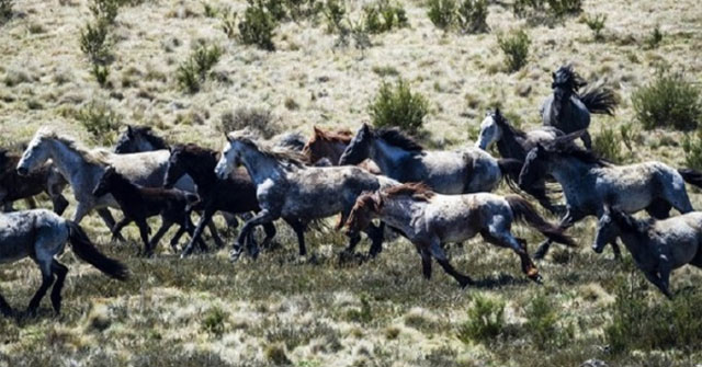 10,000 wild horses in Australia will be wiped out because of overpopulation