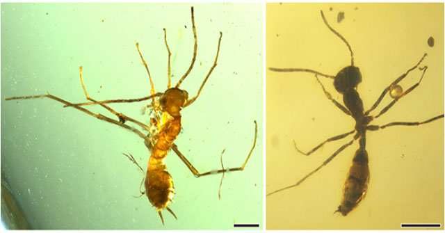 100 Million Year Old Amber Discovered Containing Insects Pretending To Be Ants 7978