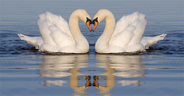 14 most loyal animals in the natural world
