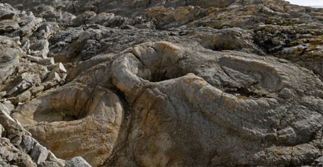 145 million year old fossil cypress forest along the English coast