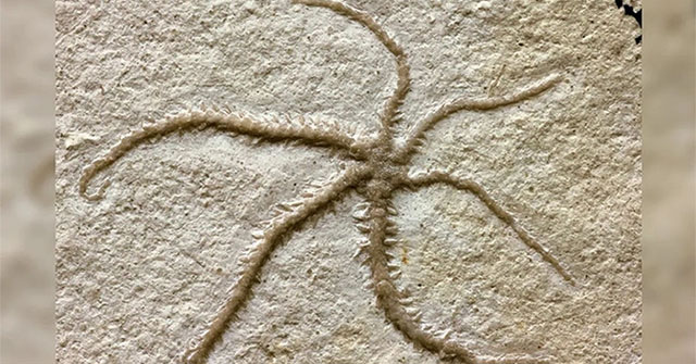 155 million year old sea star fossilized right at the moment of rebirth