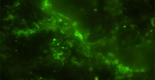 2 Billion Year Old Rock Contains Living Microorganisms