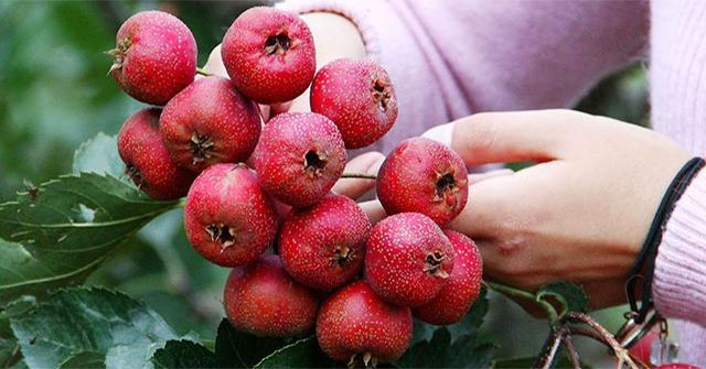 2 types of fruit are both 'kings of blood clot removal' and 'cancer nemesis': Can be eaten fresh or soaked in water