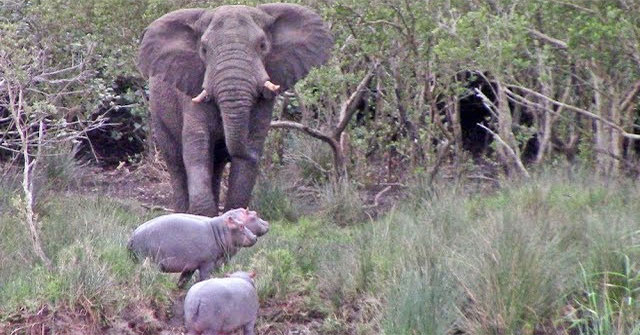 3 baby hippos face giant elephant and the ending makes everyone laugh