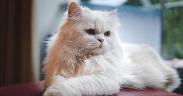 3 Cat Breeds Veterinarians Advise to Avoid
