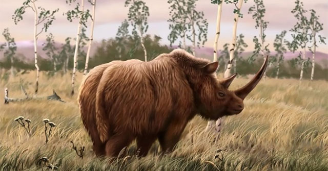 32,400-year-old rhino mummy found with intact skin and fur