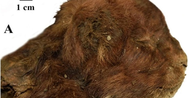 35,000-year-old mummy of saber-toothed cat found frozen in Siberia
