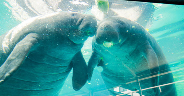38-year-old male manatee dies from mating with his brother