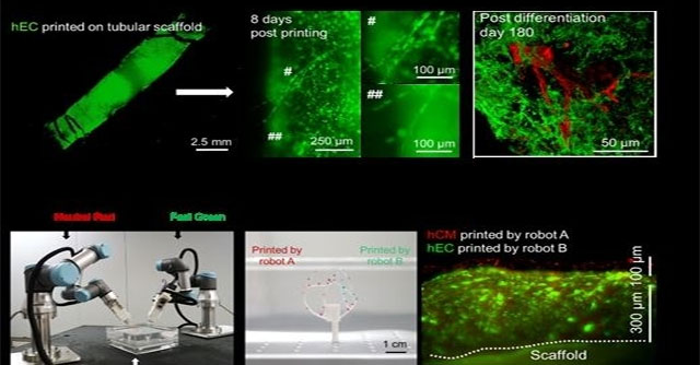 3D printed heart tissue can keep beating for 6 months