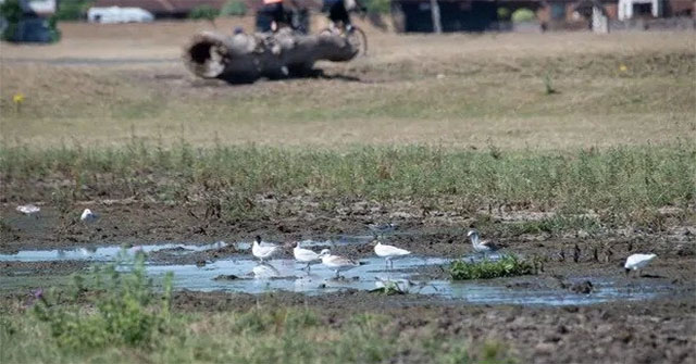 40 degrees Celsius in the UK causes birds to fall from the sky, many animals die