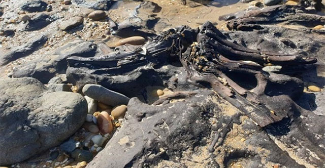 40,000-year-old fossil forest discovered after storm