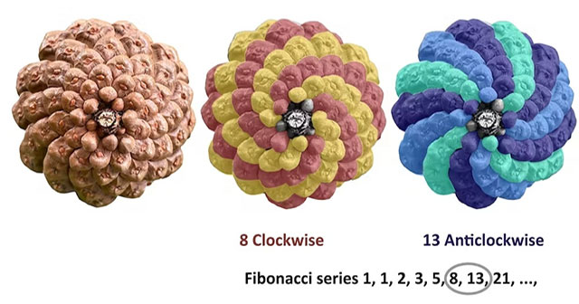 400-million-year-old fossil changes thinking about Fibonacci spiral