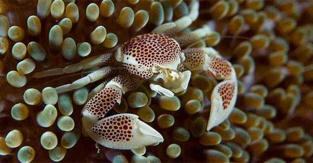 5 Creatures That Evolved Into Crabs - Has Mother Nature Run Out of Shape Ideas?