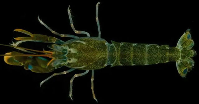 50g Creature Makes Sound Louder Than a Jet Engine: What's the Secret?