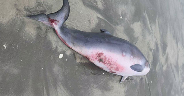 5m great white shark grabs the head of a stranded sperm whale