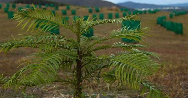 66 million year old 'living fossil' tree grown in a secret place