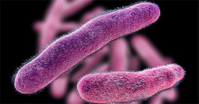 7 common bacteria that cause food poisoning